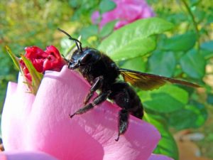 Read more about the article Carpenter Bees